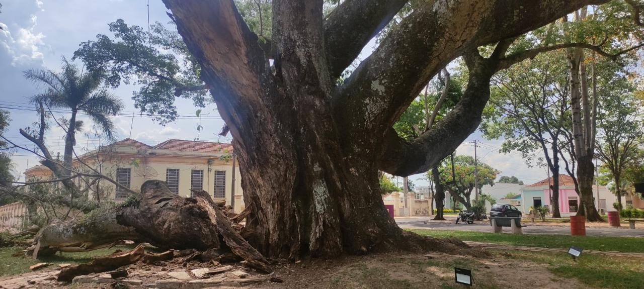 Foto 9 de 13 — Cai parte do Timburi, árvore histórica de Boa Esperança do Sul
